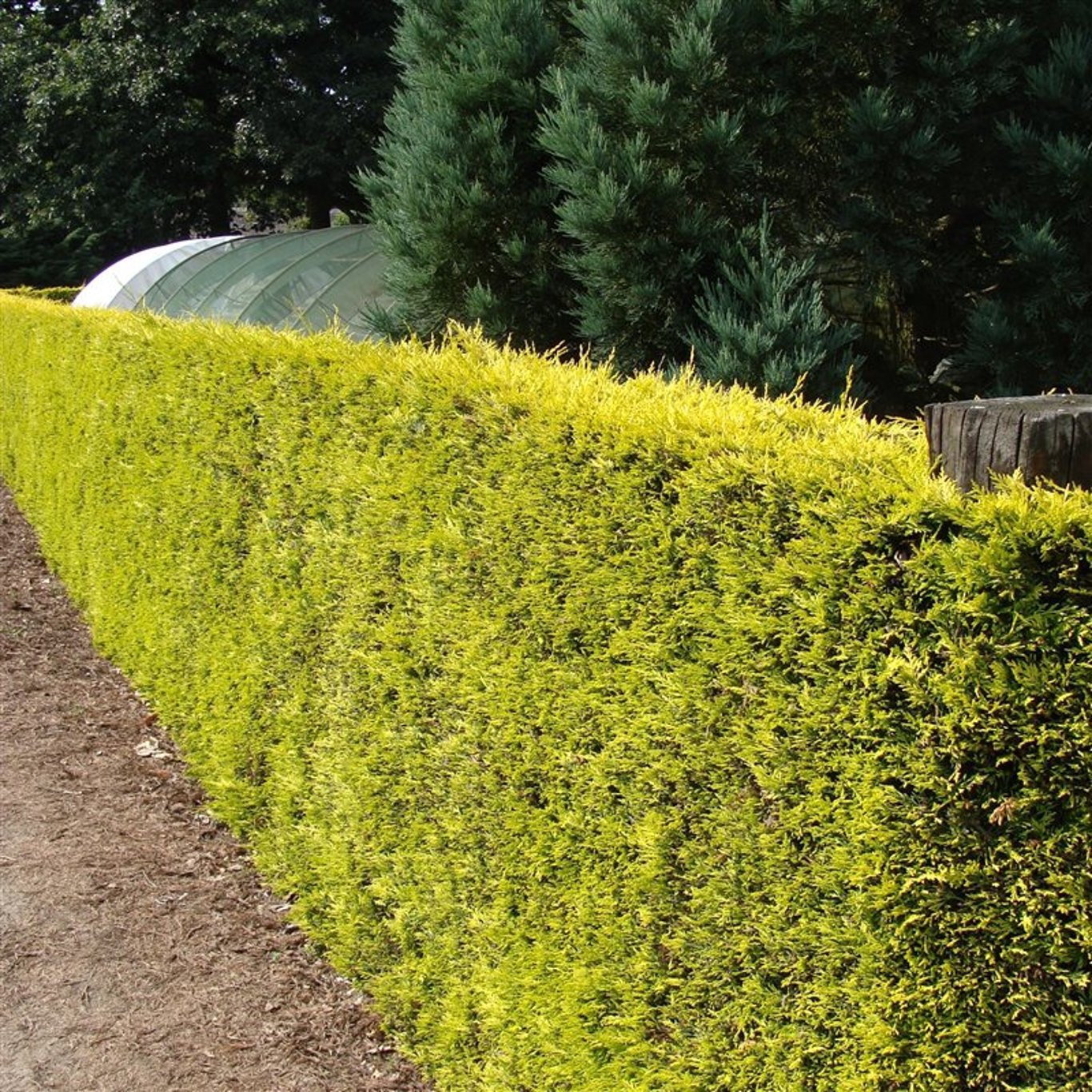 Cupressocyparis l. 'Gold Rider' - C7,5 100-125 CM